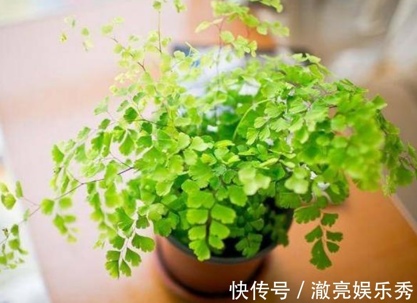 “4种花”非常适合养家里,夜里释放氧气,空气清新,助睡眠!