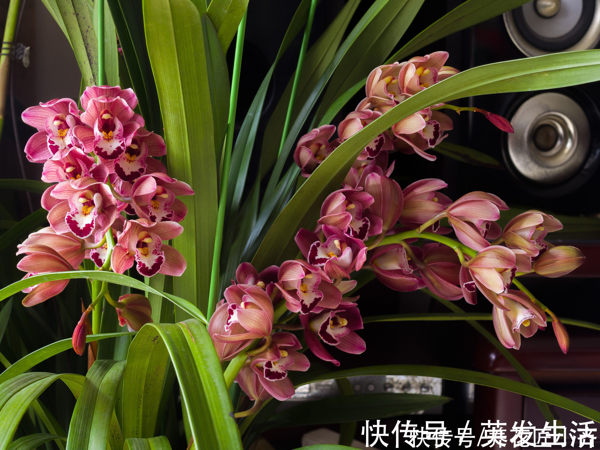 电风扇|养好蕙兰“四要素”缺一不可，特别记住最后一点，买家没有卖家精