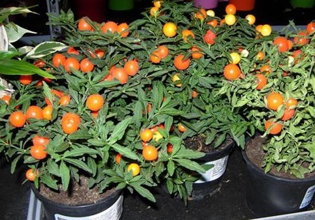 吉星拱照|阳台也可以挂满水果，3种水果盆栽，你值得拥有！