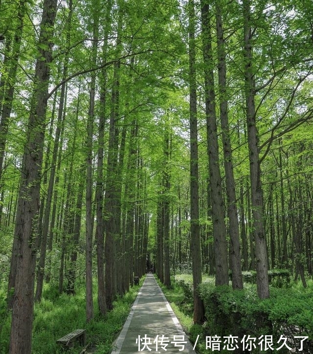 寻春同里，在国家湿地公园邂逅治愈春日之旅