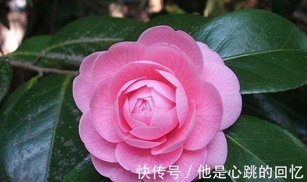 养花试试这款,花朵又大又漂亮,层叠而华丽