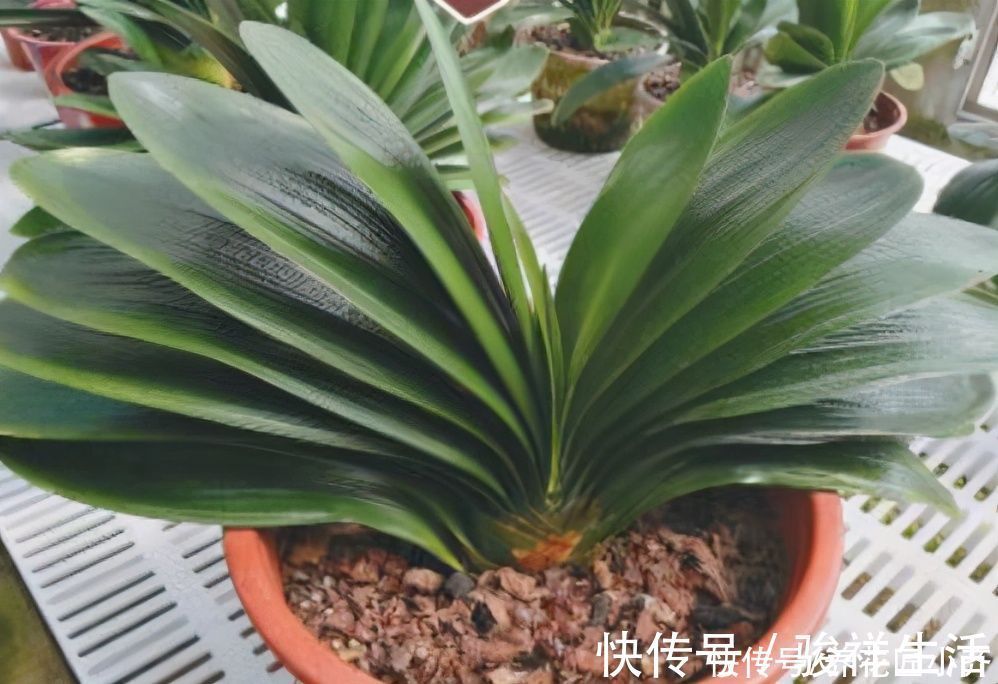 君子兰|想君子兰叶子长得好，施肥是关键，在它生长季节，要补充这两种肥