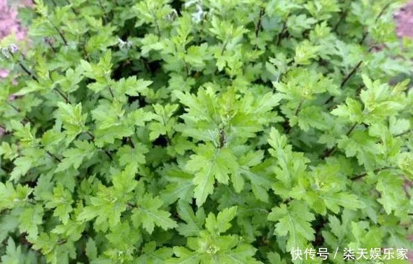 补脑|以下农村3种野菜,调胃健脾,抗疲劳,降压补脑,值得多吃