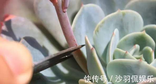 3种花与月季不同，长出“花苞”马上剪，要不颜值低