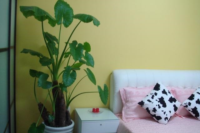 家里养花“别瞎买”,5种花是“有毒”的,对大人小孩都不好