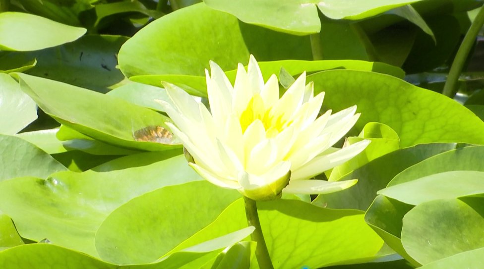 ?处处飞花的攀枝花有多美?