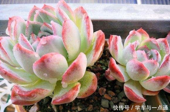 数以万计的多肉,知道这四大类,你就是多肉词典!