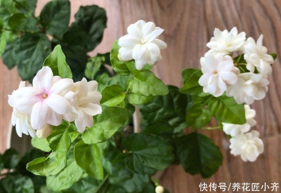 花市茉莉花叶色油绿,满头花苞,原来窍门如此简单,你也可以养好