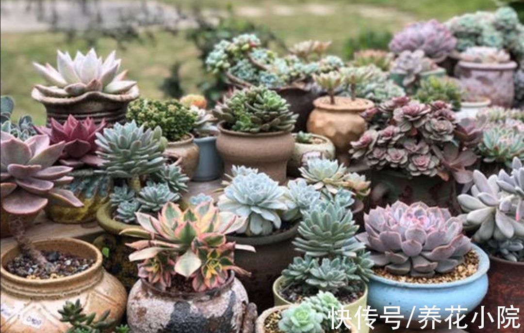 浇水|6种花“喝水少”，不用浇太勤，漂亮还好养
