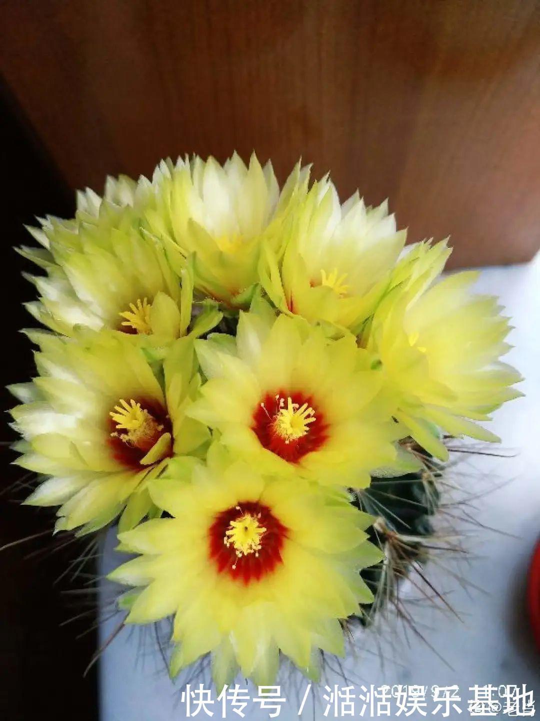 大爷家荷花种在花盆里，1次开花20朵，比巴掌还大！