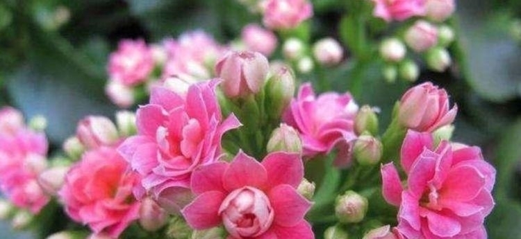 懒人花|此花超漂亮,沾土就活,看了就让人沉醉,年年开花不断,美!