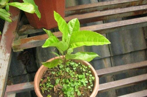 龙眼|4种“果核”不要扔,埋土里,5天之后“惊喜”不断,观叶又收果!