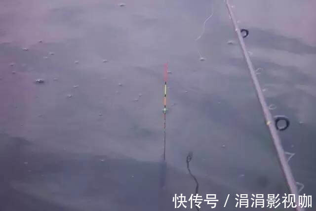 鲤鱼|看鱼星辨别鱼种,每一位钓鱼人进阶必学技能