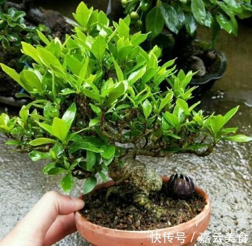 植物|晒一晒你认为养得最好的盆栽,并说一说你是怎么养的?