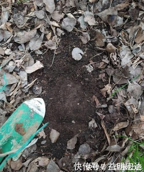 土壤|养花土里掺点它,碱性变酸性,花卉叶子呼呼长!