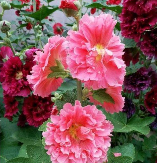 4种花花朵又大又艳,养起来还省心,对待新手超友好