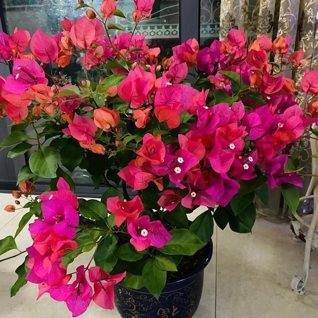 3种花都是“酸水”喂大的，每月浇点醋，黄叶消失，花满枝