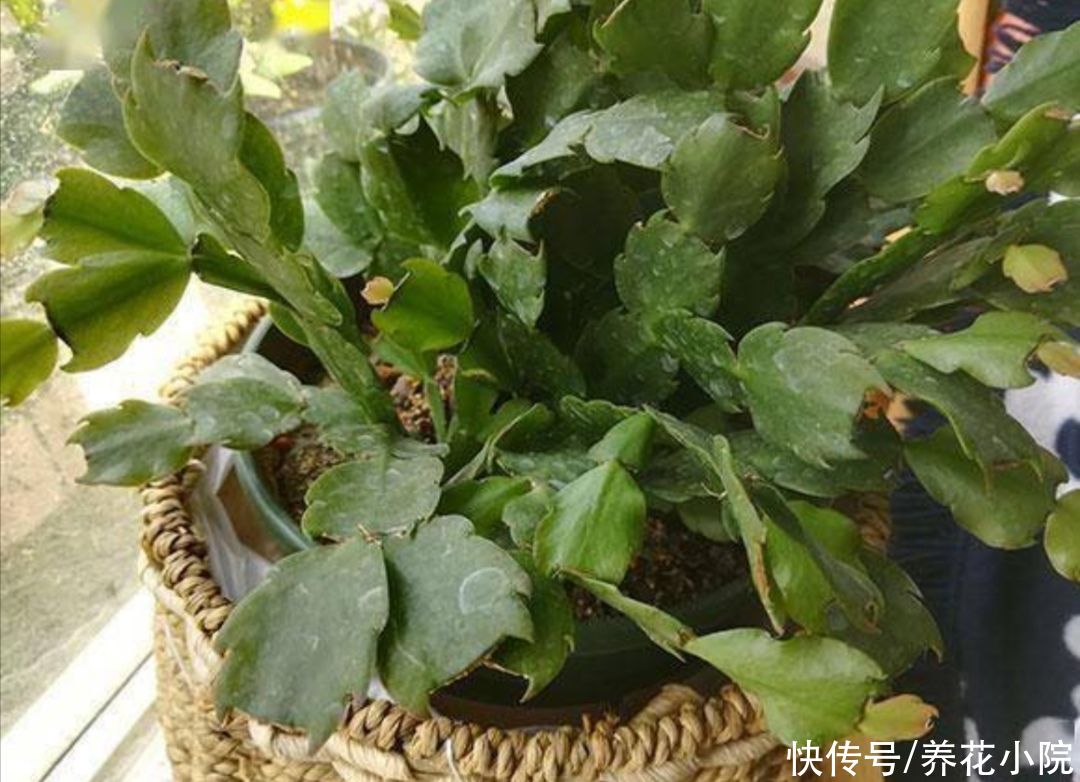 阳台上|家中养蟹爪兰，夏天有“3怕”，提前了解好，才能安全度夏