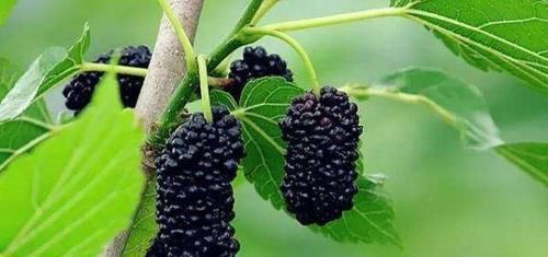 几种很常见的食物,坚持常吃,排毒抗衰,养护血管,营养又健康