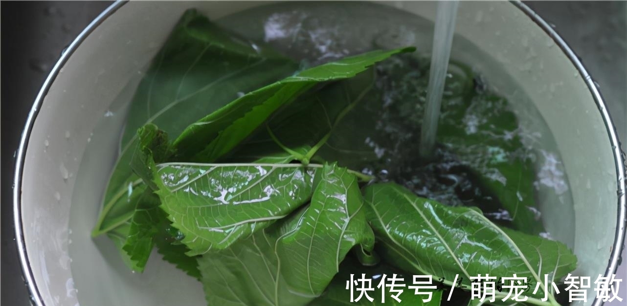 早餐|气温升高，这早餐多上桌！经常上火多吃点，清肺润燥还明目！