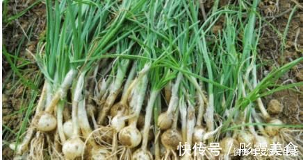 好吃|中国农村最好吃的野菜,全吃过的人不多,你能准确叫出名字吗?