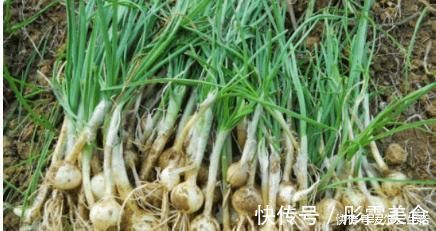 好吃|中国农村最好吃的野菜，全吃过的人不多，你能准确叫出名字吗？