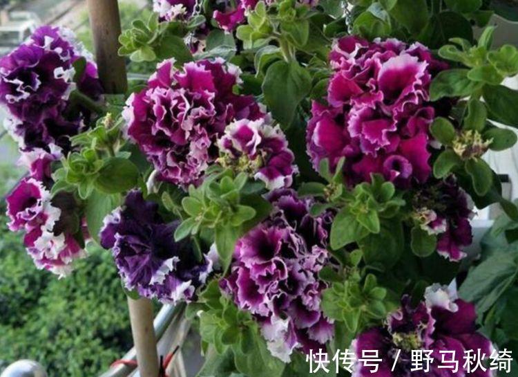 水果香|阳台养上“4种花”，花色多、花期长，美得倾国倾城，绚丽多彩