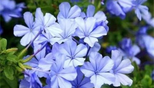  超高|4种花颜值超高，漂亮似牡丹，四季有花开，香气怡人，是盆栽佳品