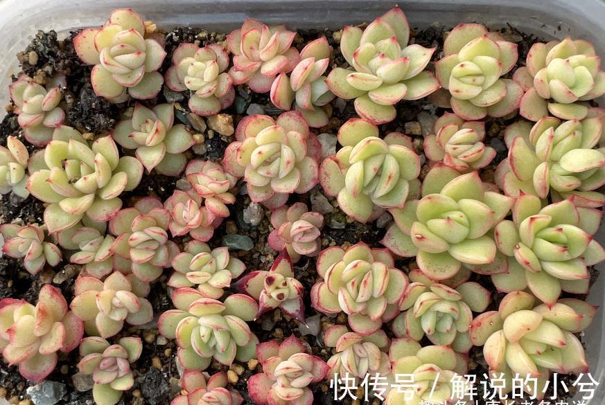 多肉繁殖方式一网打尽,学会后想怎么玩都行,1年之后还能变大户