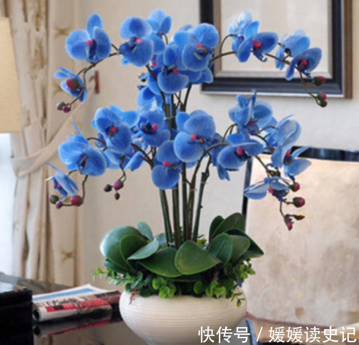 10种“旺运花”，家里至少养一盆，漂亮吉祥还“养人”