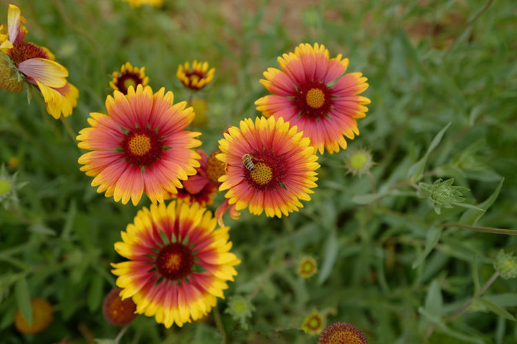 便宜又好养的花,养家里,沾土就能活,开花就爆盆