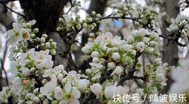 农村院子里最适合种的5种树,不但寓意好,而且美观又实用!