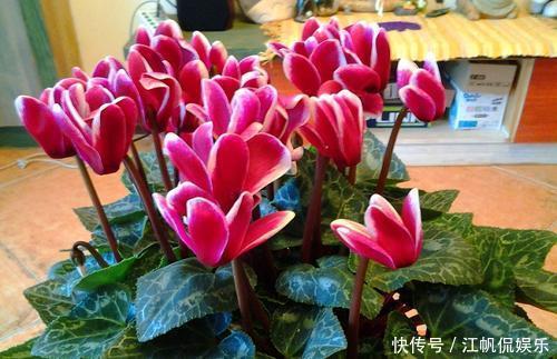 冬天开花的5种盆栽花,好养又好看,适合新手,值得拥有!