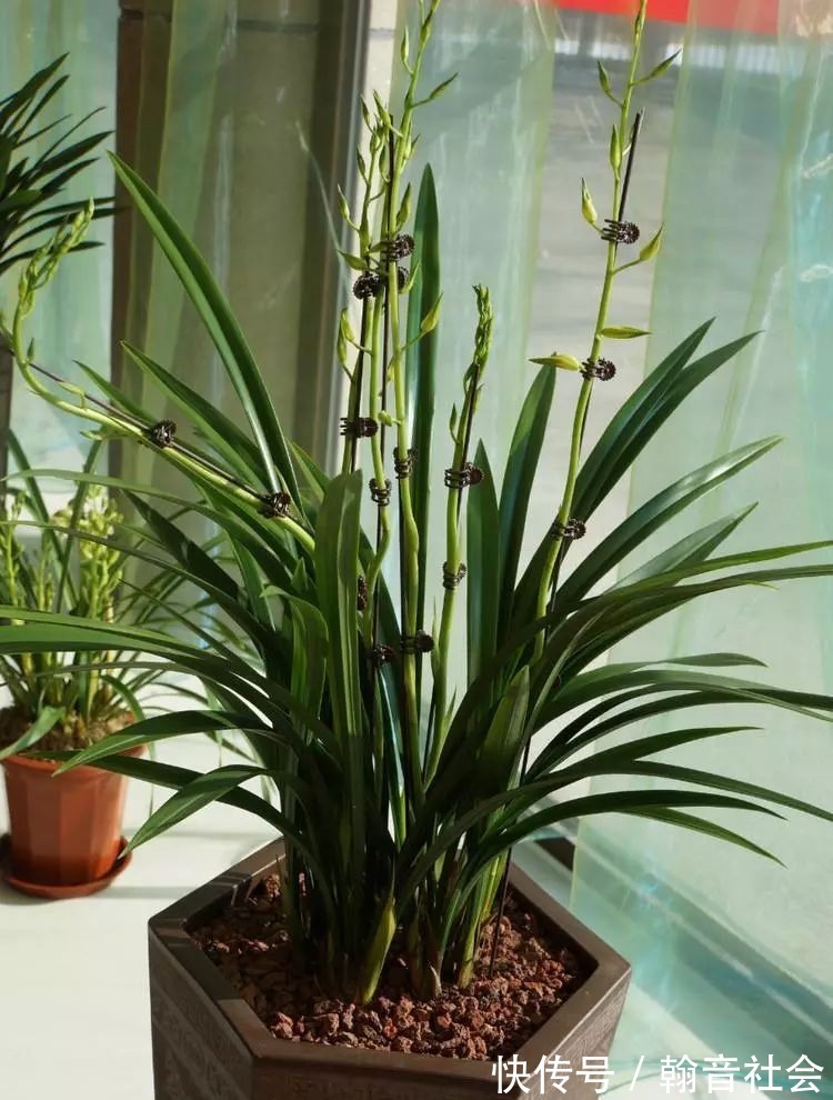 台友|封闭式阳台也能养出一屋子的兰花,光照和湿度管理很重要!