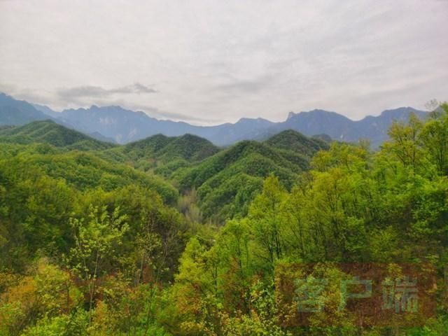 鲁山:醉美人间四月天 诗景龙潭赏杜鹃