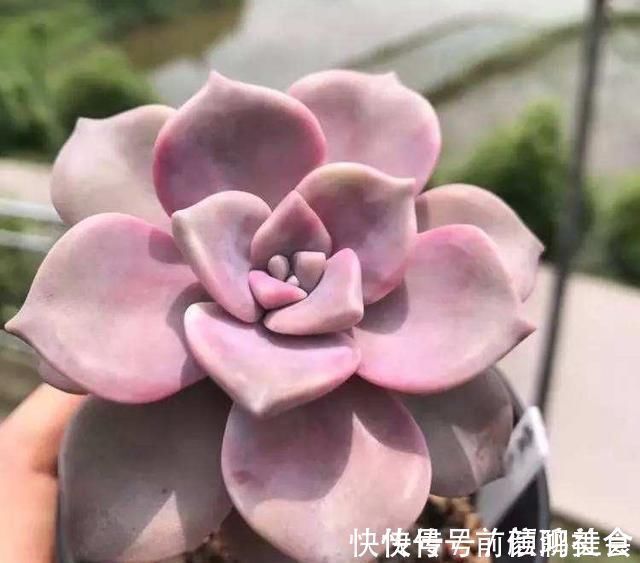 光照|一种紫色“多肉”，5个养护小技巧，叶片肥，长成群生的漂亮老桩