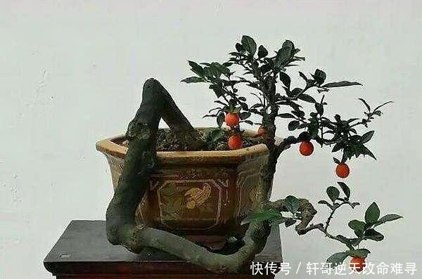 客厅|家中这2种树“很值钱”,个个带“金玉”,气势旺盛,富人都爱养!