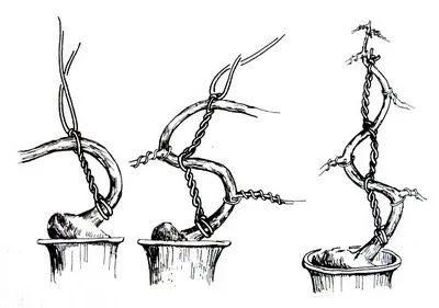 盆景造型，棕丝捆扎技术详解