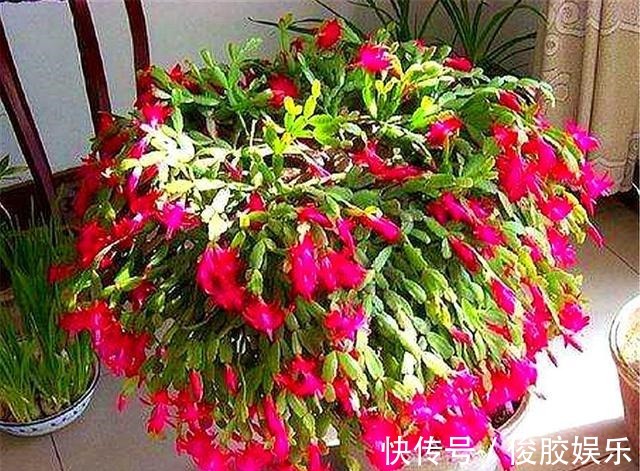 土壤|蟹爪兰花后养护很重要,仅仅修剪还不够,做好这4点,开花大又多