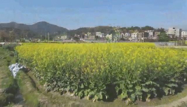 闽清的油菜花开了 美不胜收