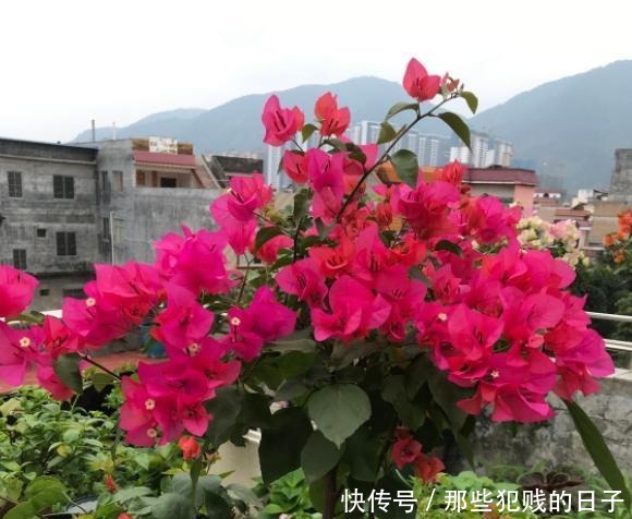 花树|三角梅开花稀稀拉拉,满足它3个“要求”,一次开爆盆,开成花树