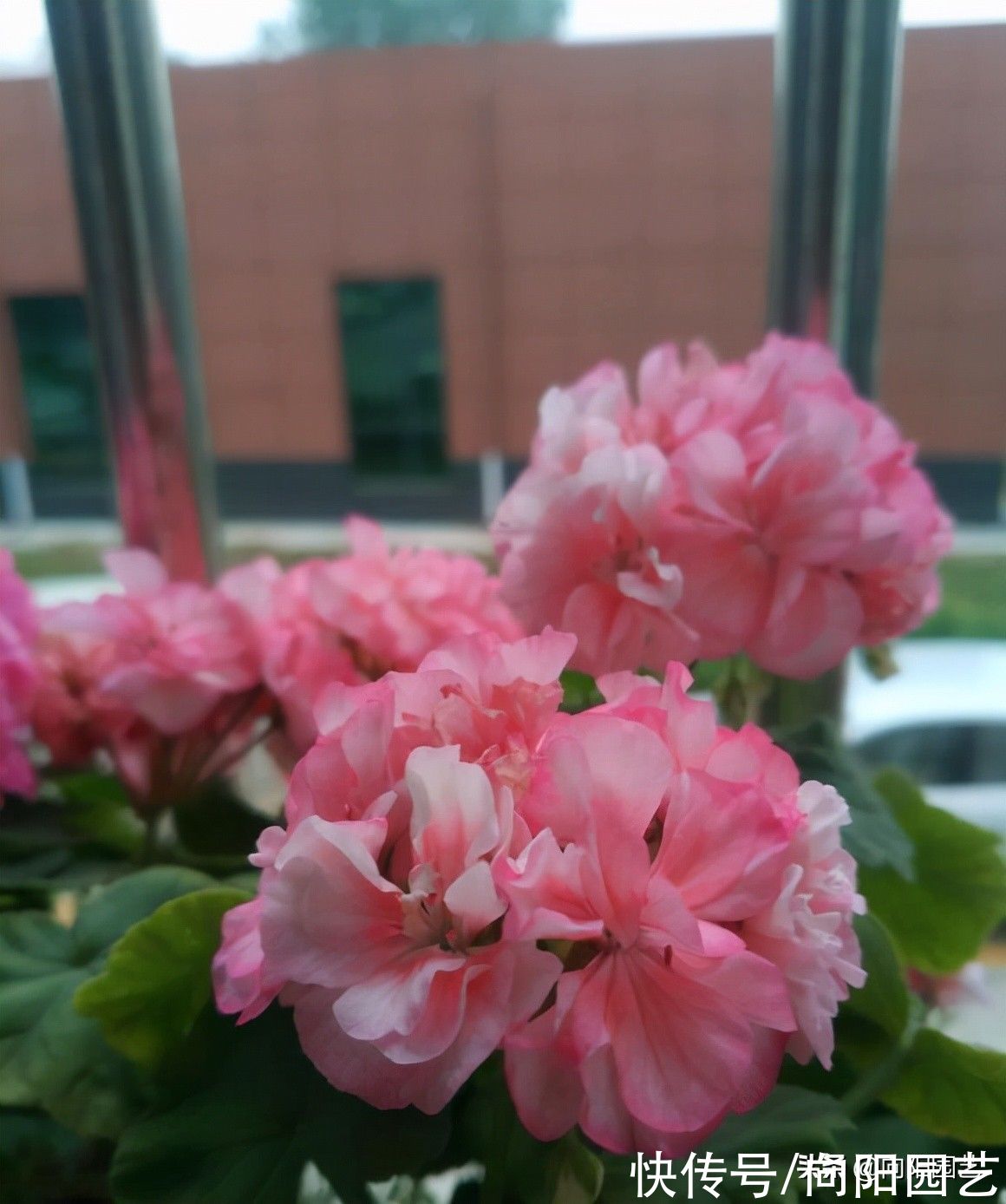 孔雀草|最容易爆花的6种草花，有太阳就开花，阳台党必备，赶紧入手