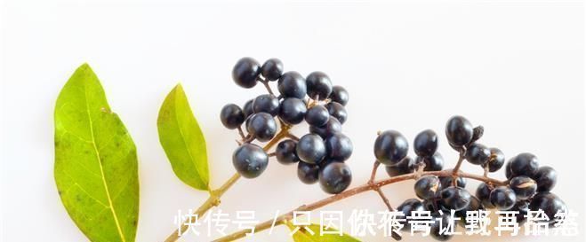 腰膝酸软|女贞子泡水喝可以治疗什么疗效到底怎么样今天来告诉各位答案