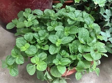 卫生间|卫生间''除异味''大招放置3种绿植除臭,居家环境更舒适