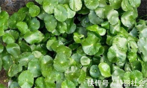 排毒|想养生得会吃,常吃3种食物、排毒燃脂,美容养颜,滋养肌肤