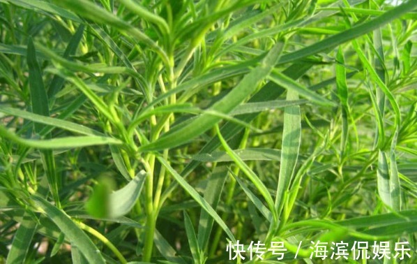 农村野草用处大,能吃能用价值高,搞卫生的好帮手