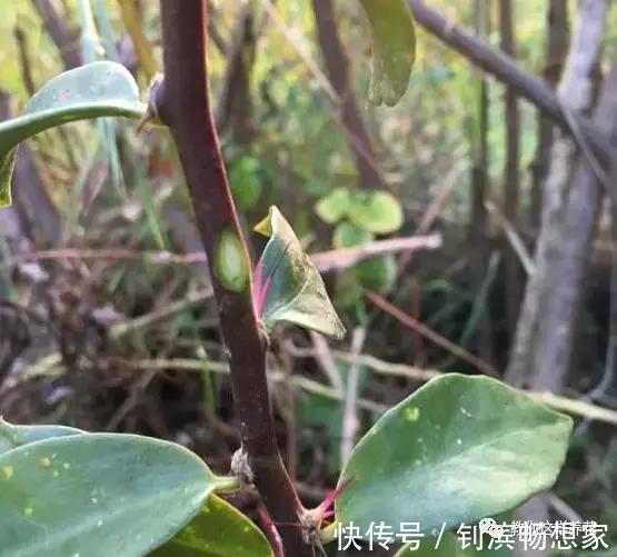 蟹爪兰用它嫁接2米高,一学就会,花量暴增还不烂根!