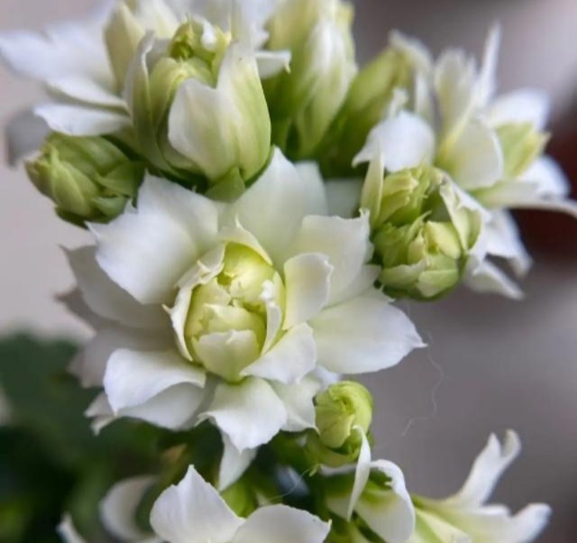 75个长寿花品种,一个比一个美,一起来认识一下吧!