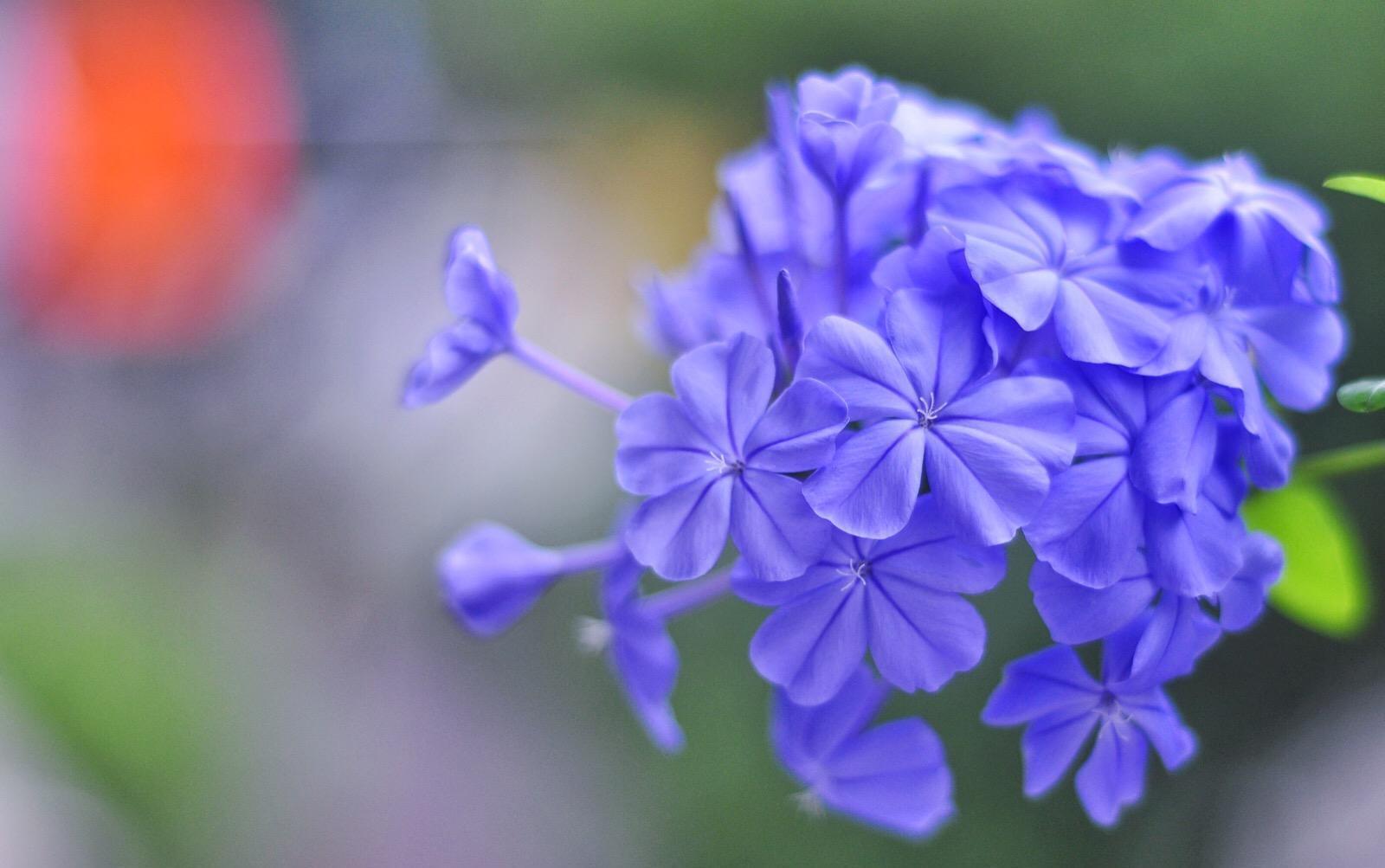 爆盆|想蓝雪花入夏就爆盆,养护要做到“3个充足”,枝头上都是花苞