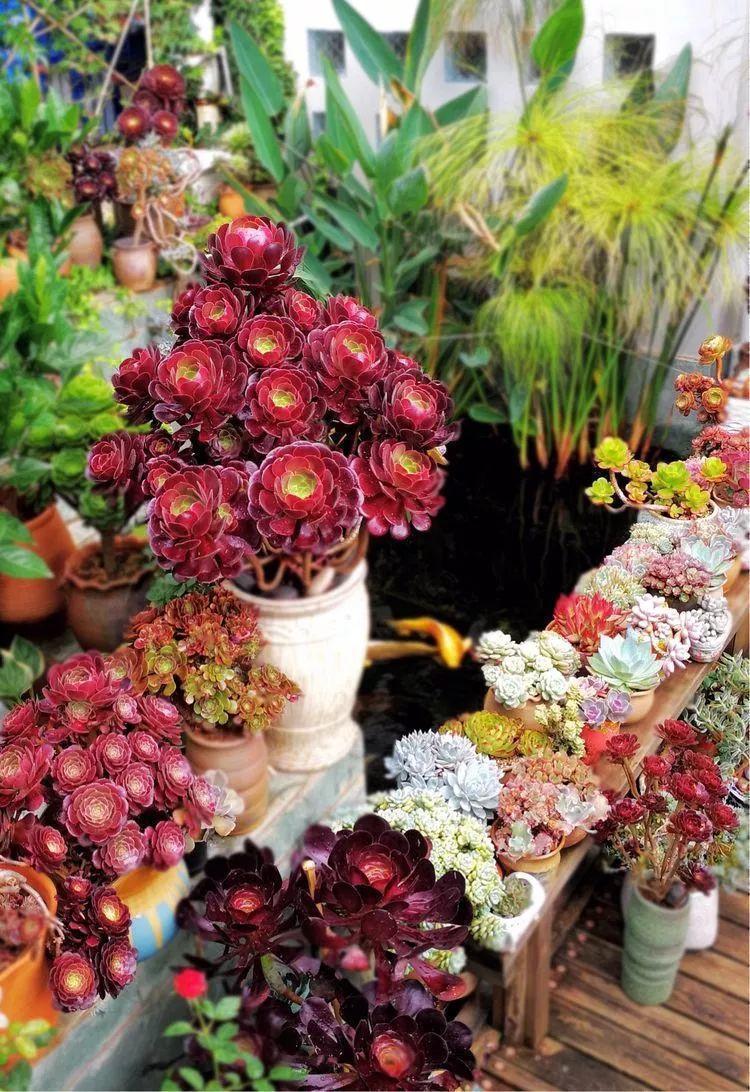 蓝鸟|多肉法师不但长得快,颜色艳品种多,越看越喜欢!